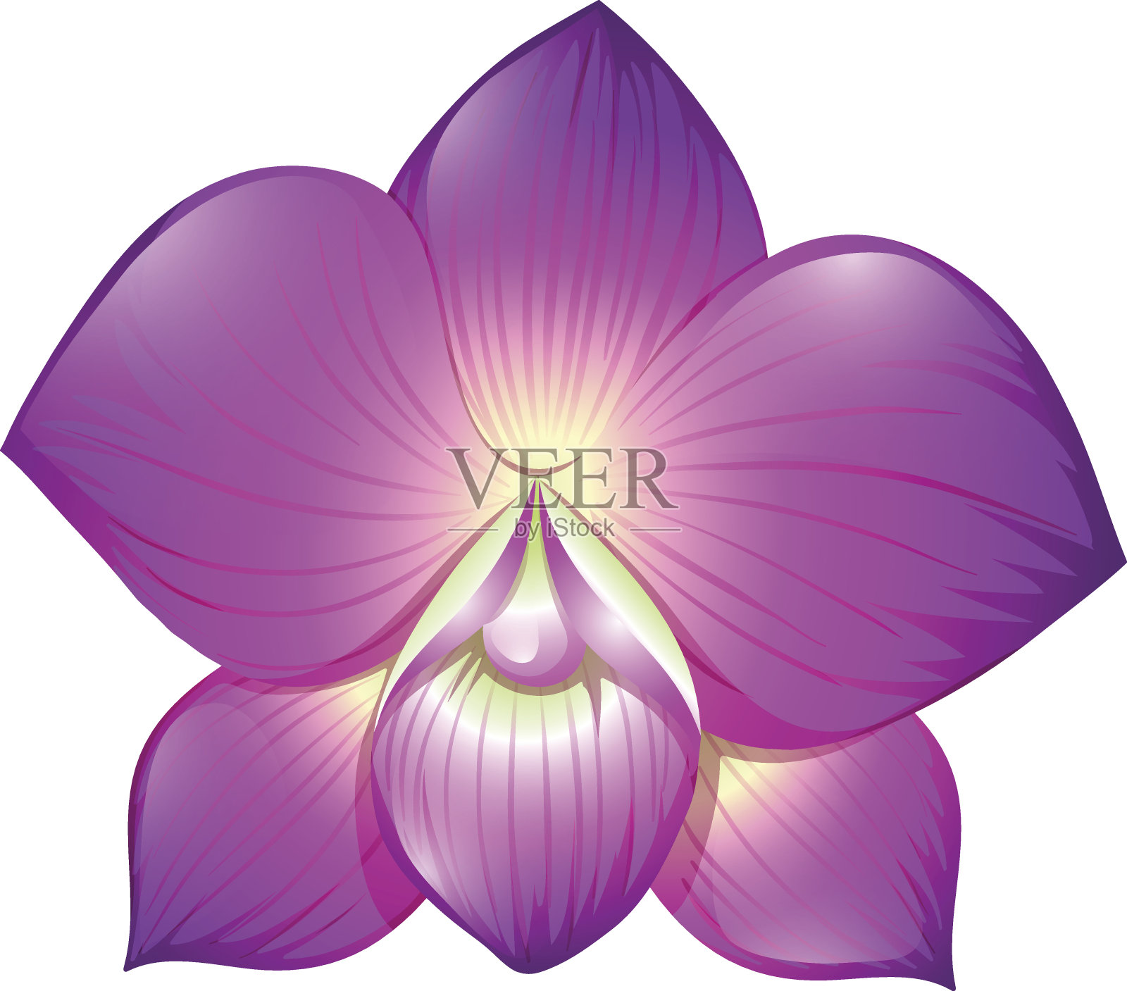 紫色兰花插画图片素材