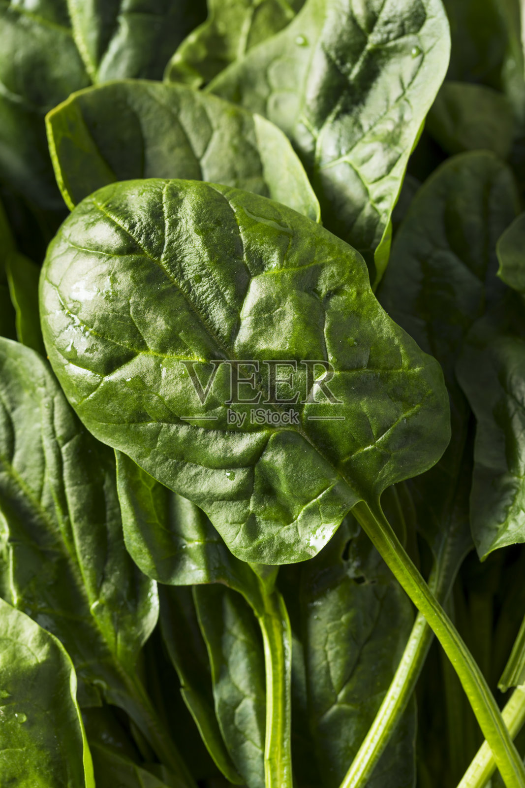 生的绿色健康有机菠菜照片摄影图片