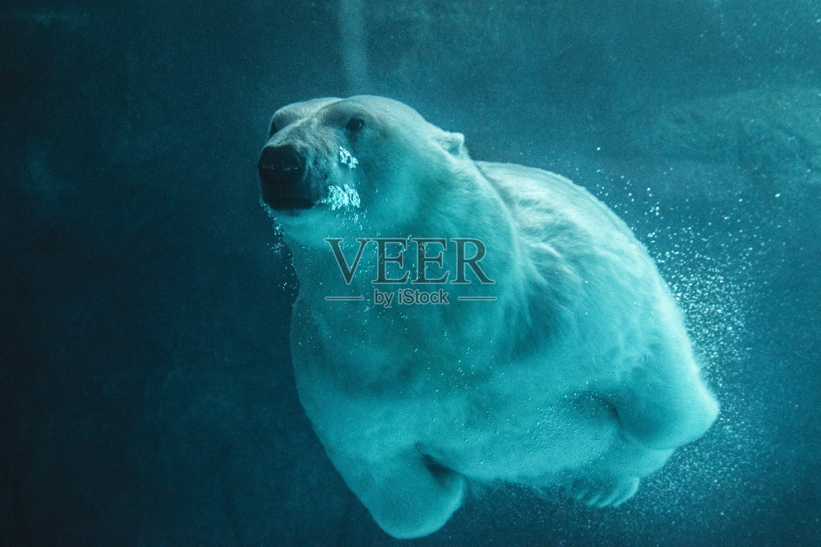 游泳的北极熊照片摄影图片