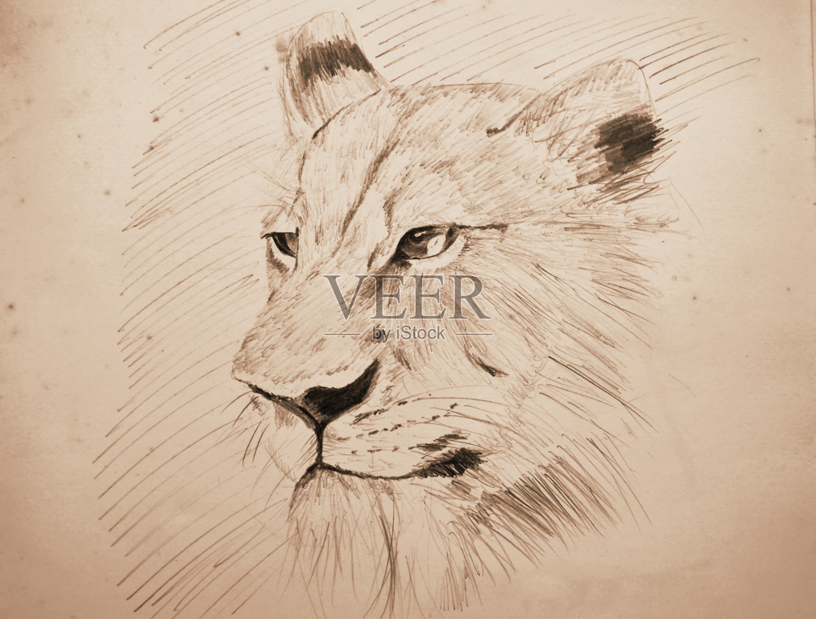 用狮子铅笔在旧纸上画着深褐色的素描插画图片素材