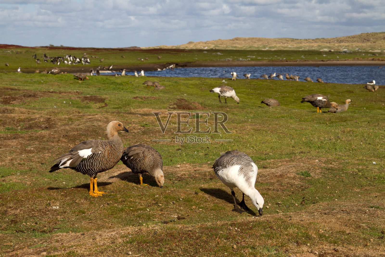景观福克兰群岛与高地鹅照片摄影图片
