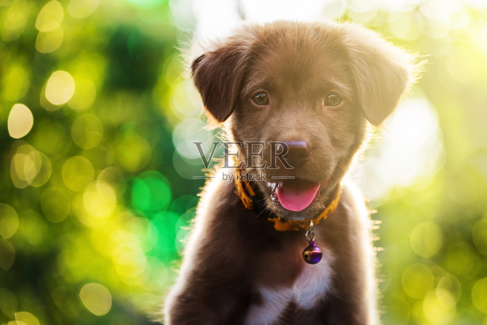 棕色可爱的拉布拉多寻回小狗狗肖像照片摄影图片