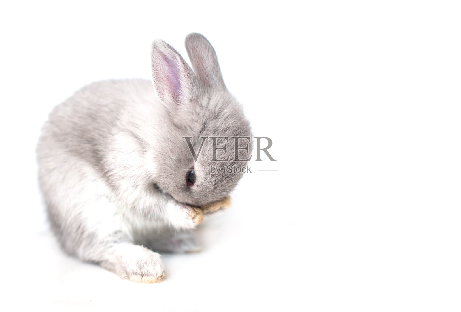 可爱的兔子孤立在白色的背景照片摄影图片