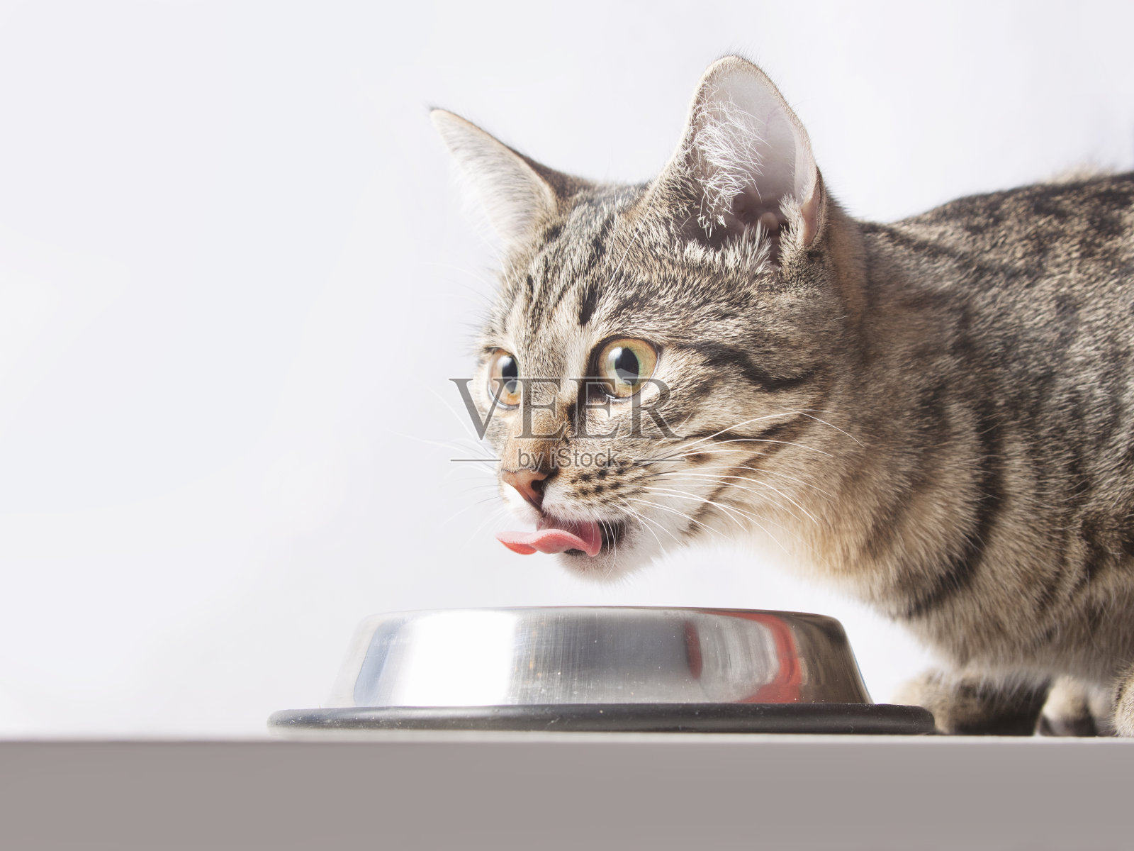 猫喝着(吃着)碗照片摄影图片