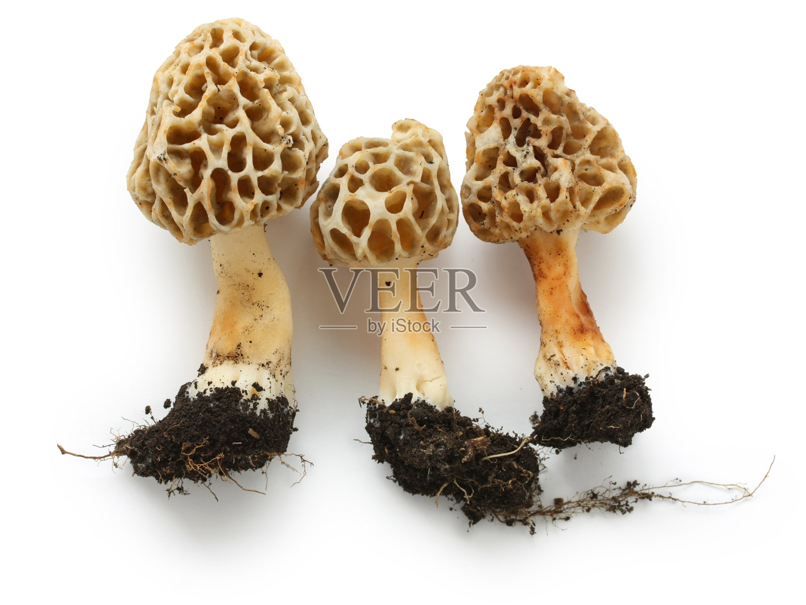 莫雷尔新鲜蘑菇照片摄影图片