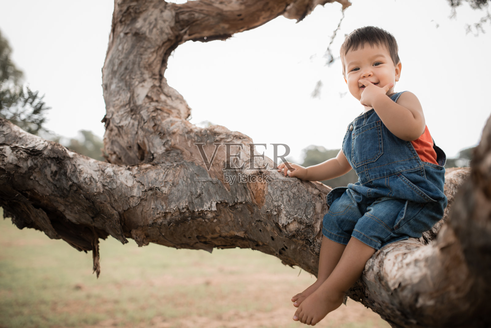 1岁的男孩坐在树上照片摄影图片