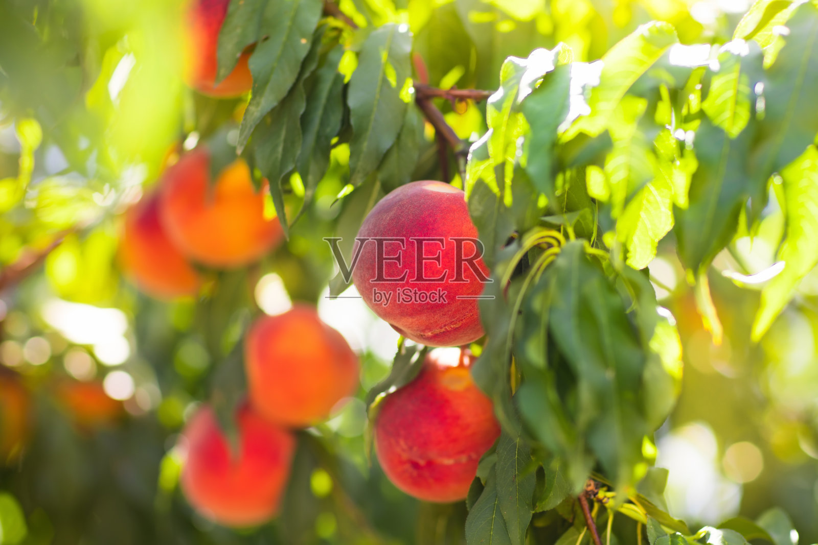 夏天果园里树上新鲜成熟的桃子照片摄影图片