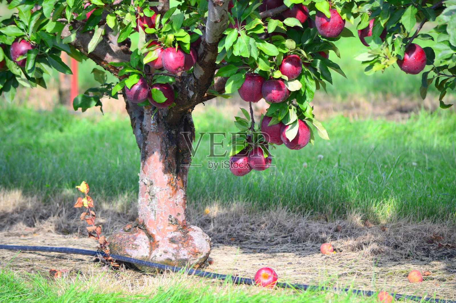 红香苹果树照片摄影图片