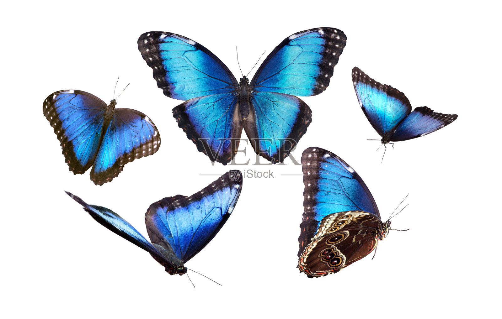 蓝色调的蝴蝶。大闪蝶照片摄影图片