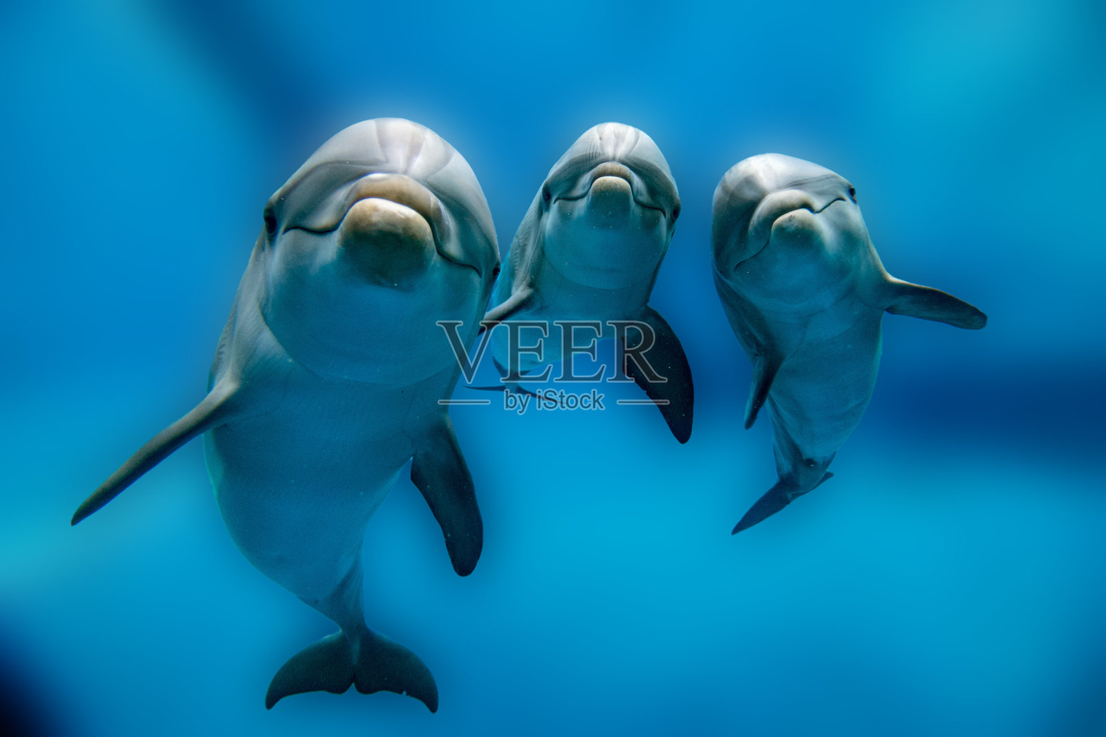 三只海豚在水下看着你的特写照片摄影图片