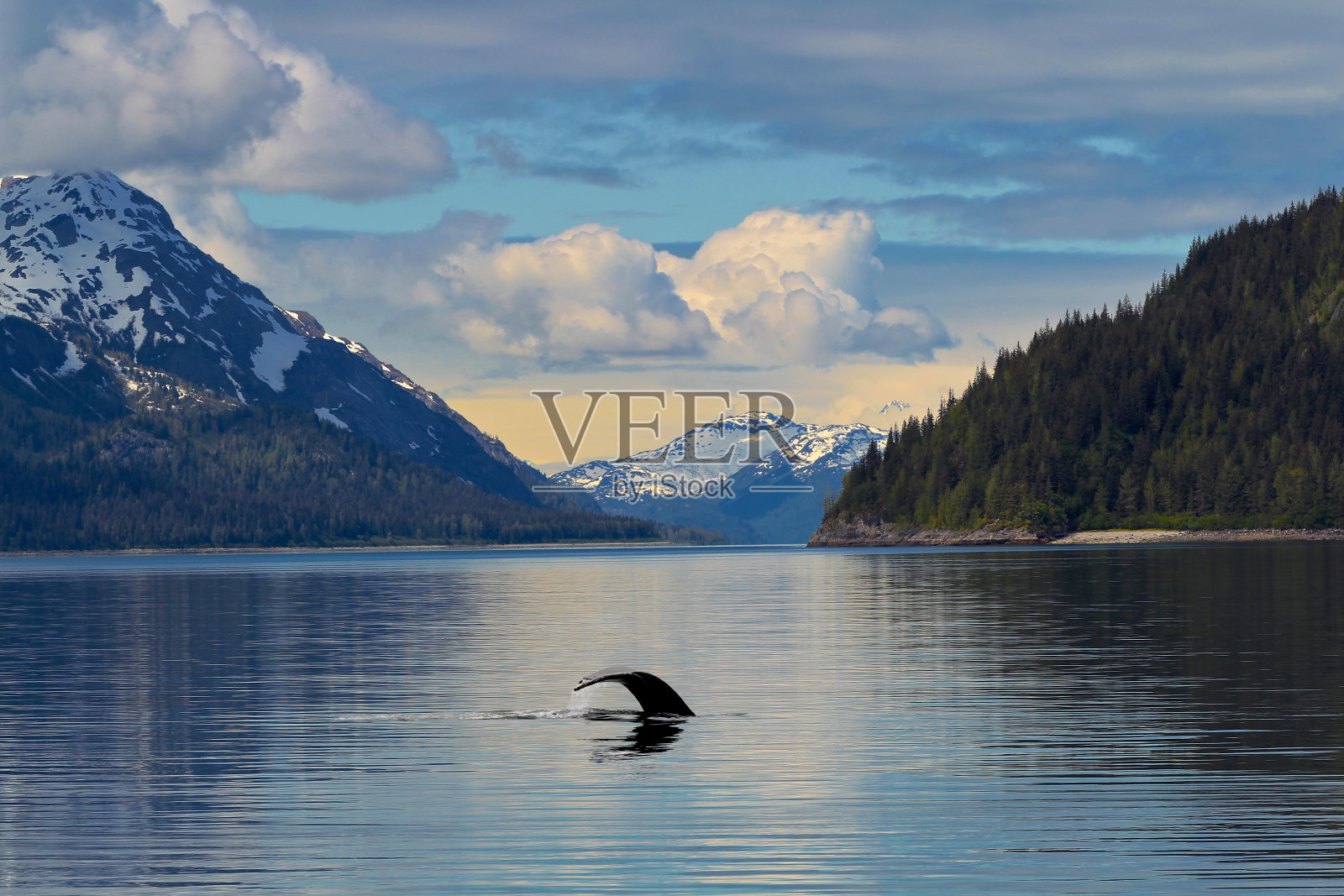 鲸鱼尾巴在平静的水域阿拉斯加照片摄影图片