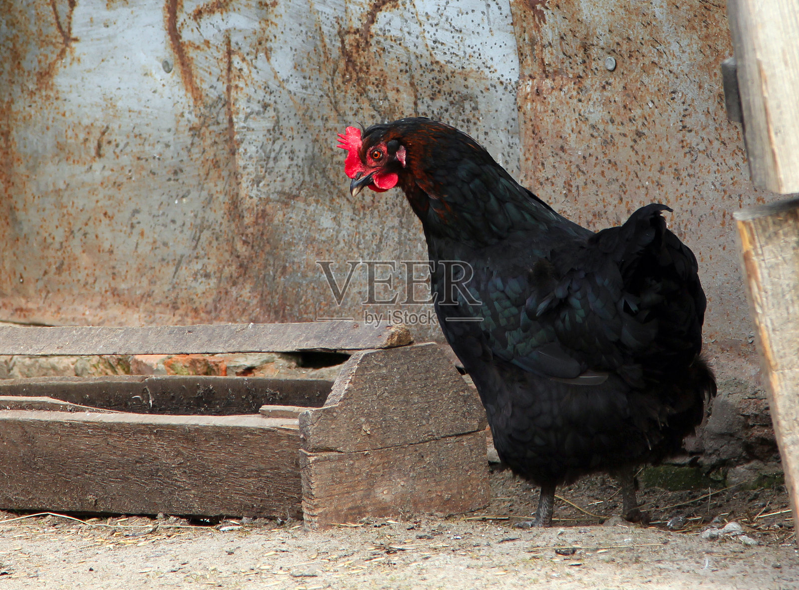 家禽院里的黑鸡照片摄影图片