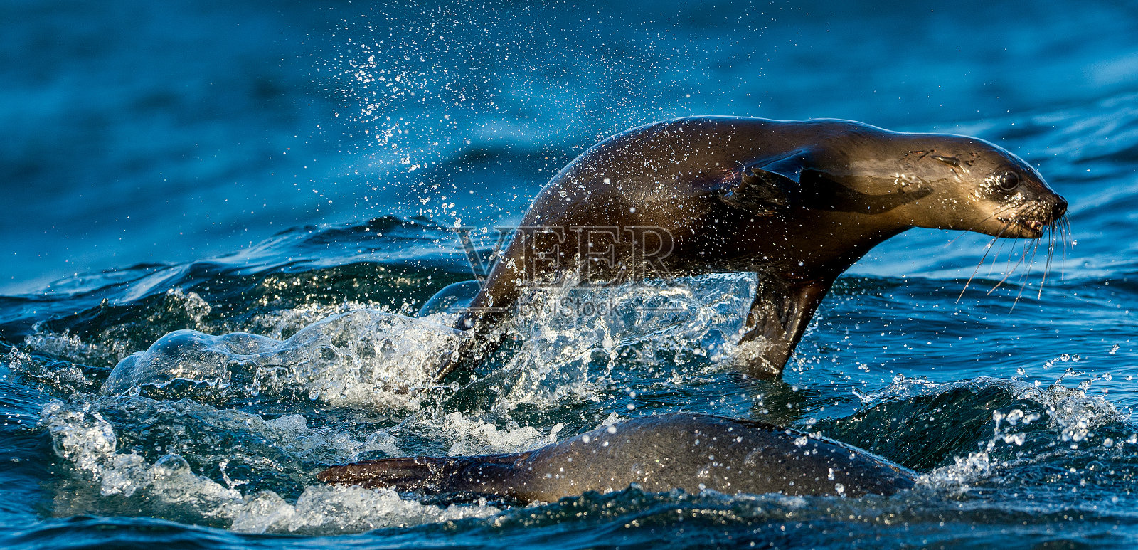 海豹游泳和跳出水面照片摄影图片