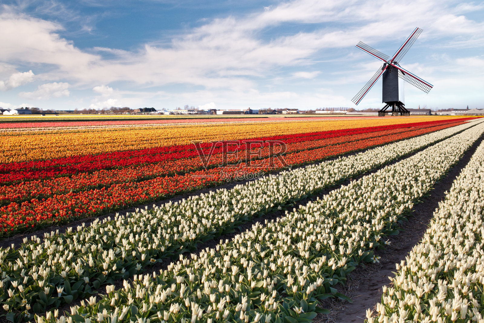 荷兰郁金香地里的风车照片摄影图片