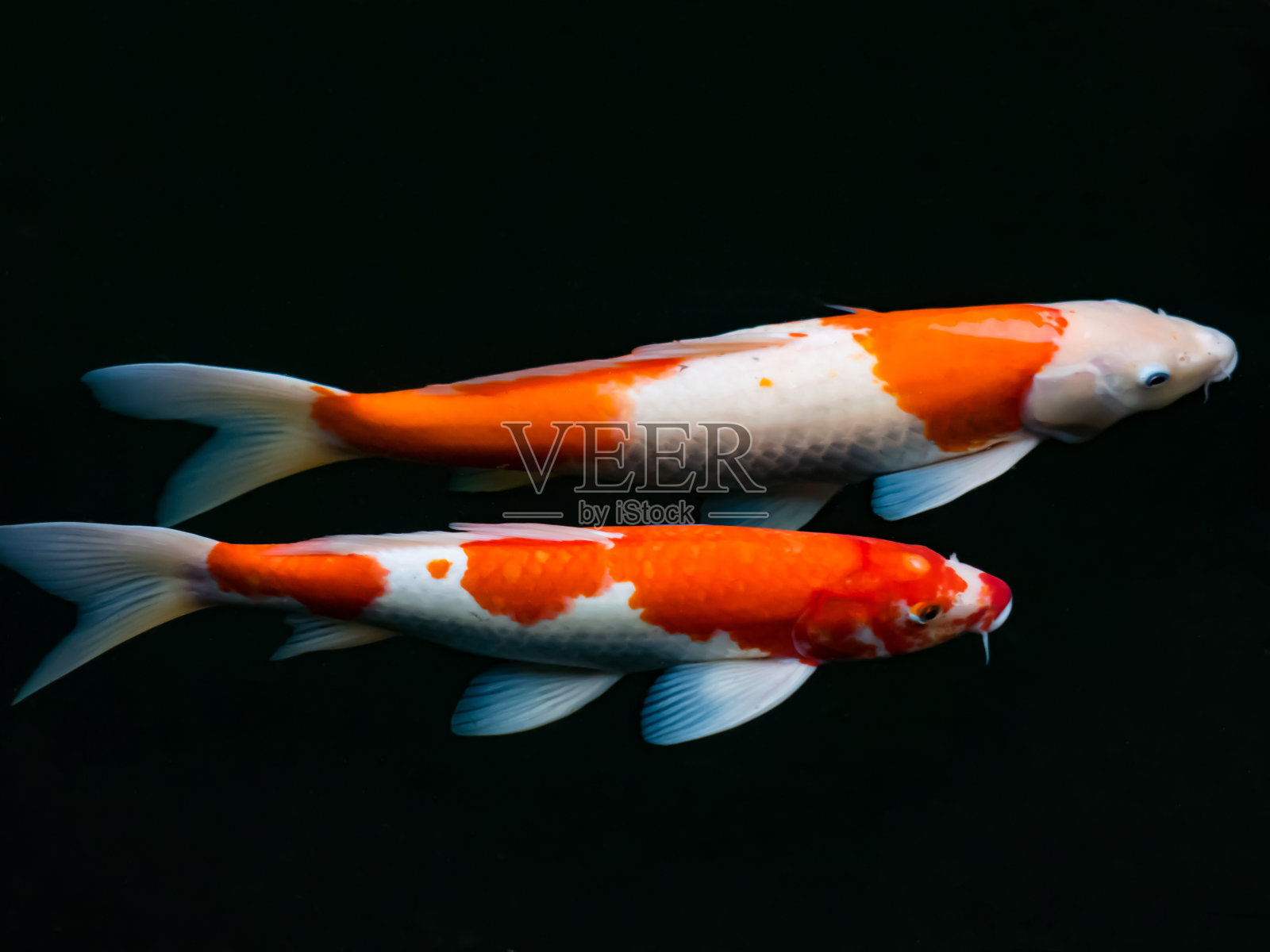美丽多彩的花式鲤鱼照片摄影图片