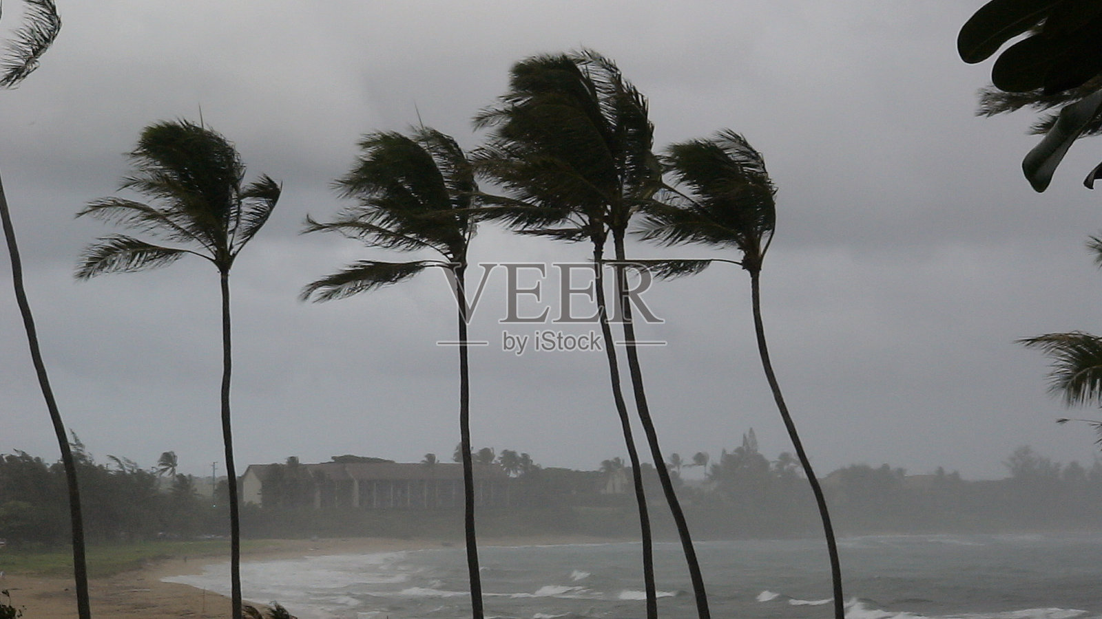飓风的手掌照片摄影图片