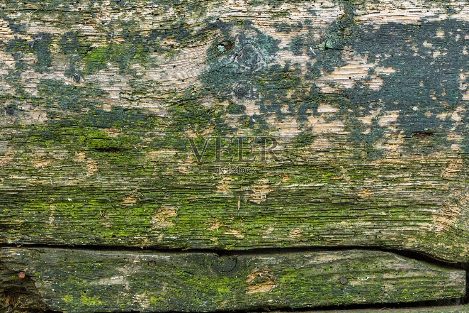 苔藓和树皮纹理照片摄影图片