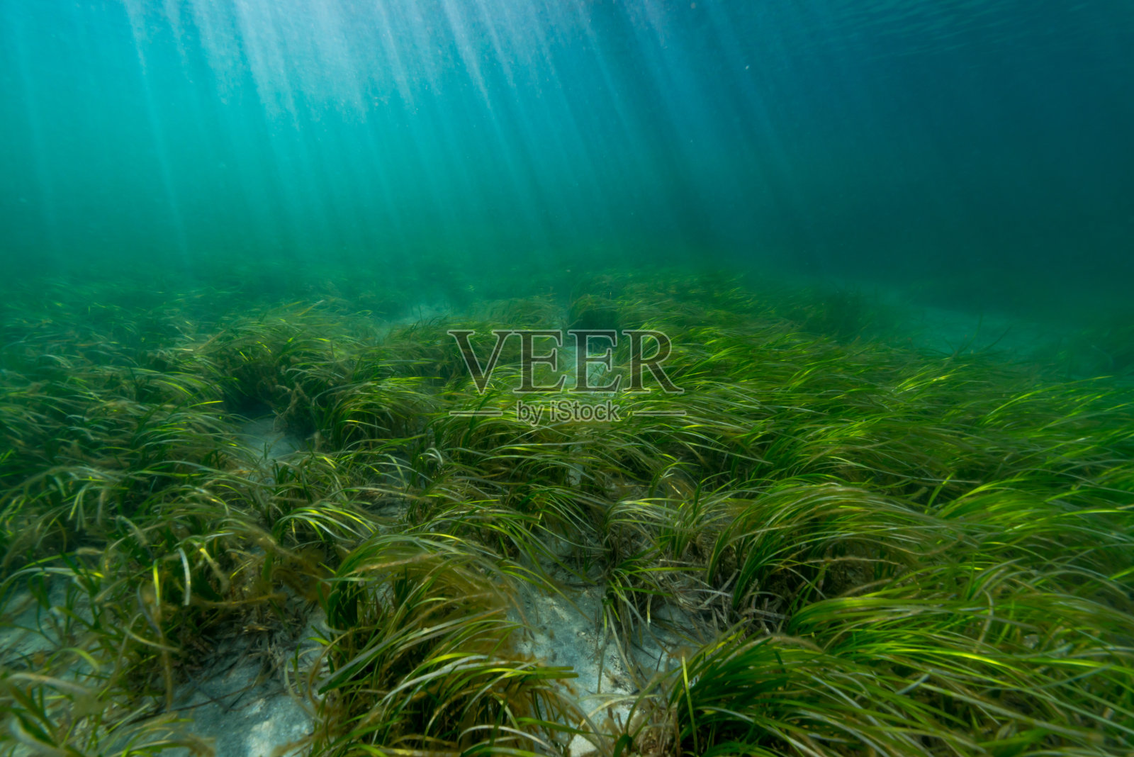 大叶藻床照片摄影图片