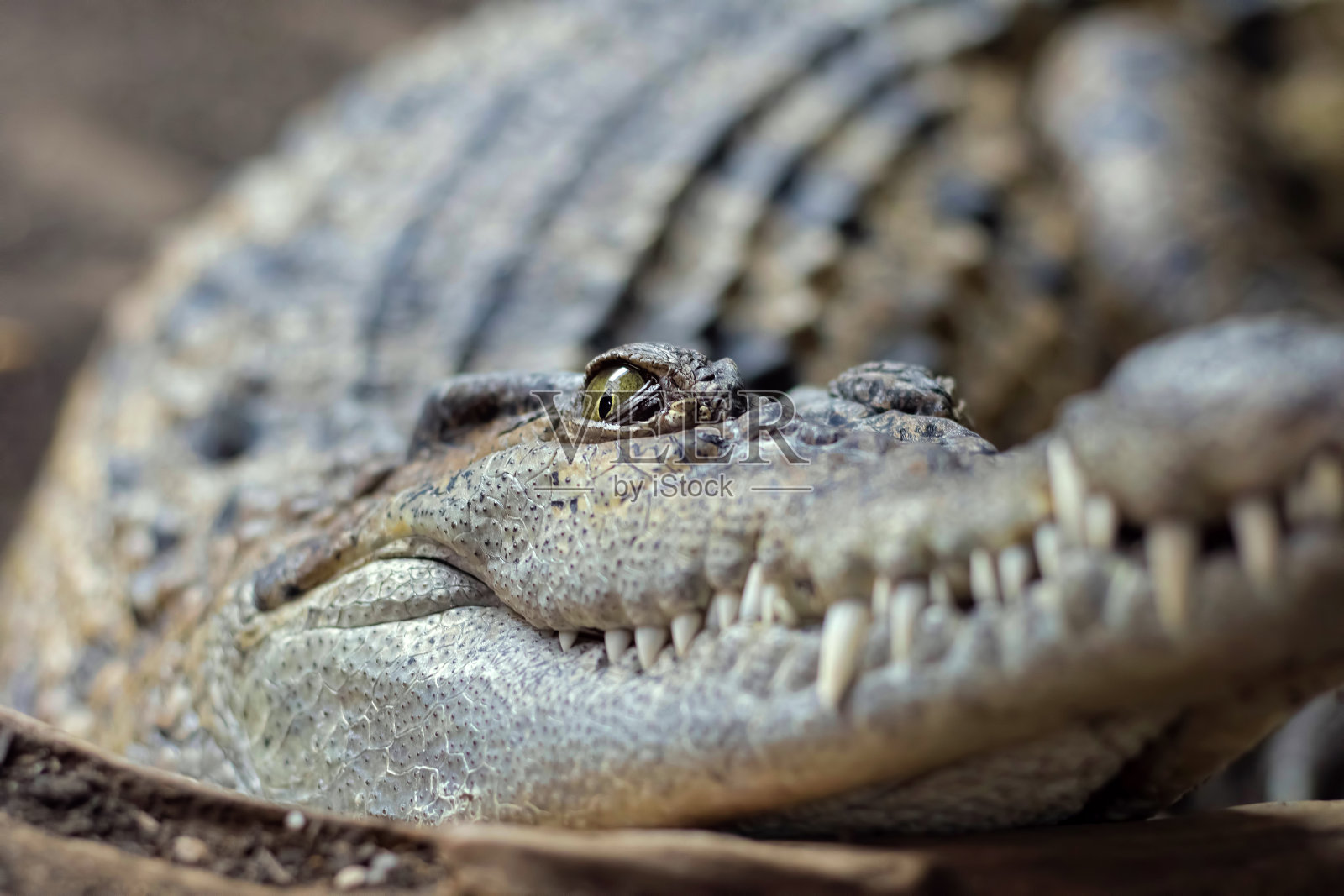 菲律宾鳄。Crocodylus长角照片摄影图片