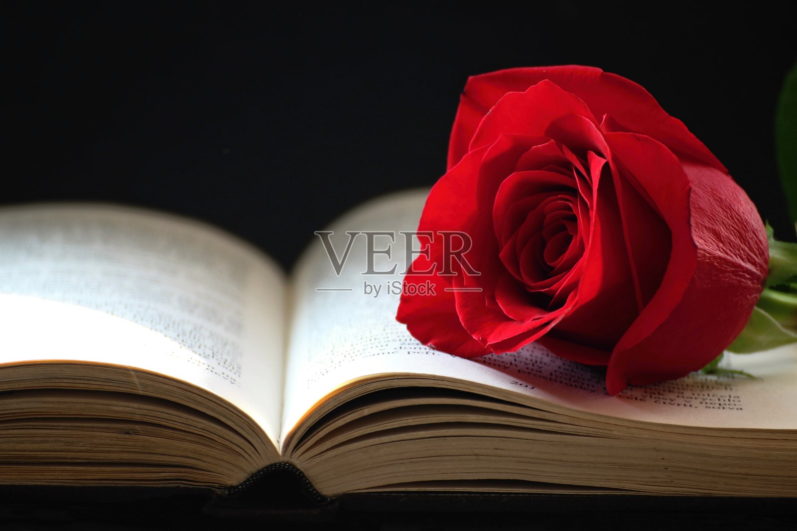 玫瑰和书照片摄影图片