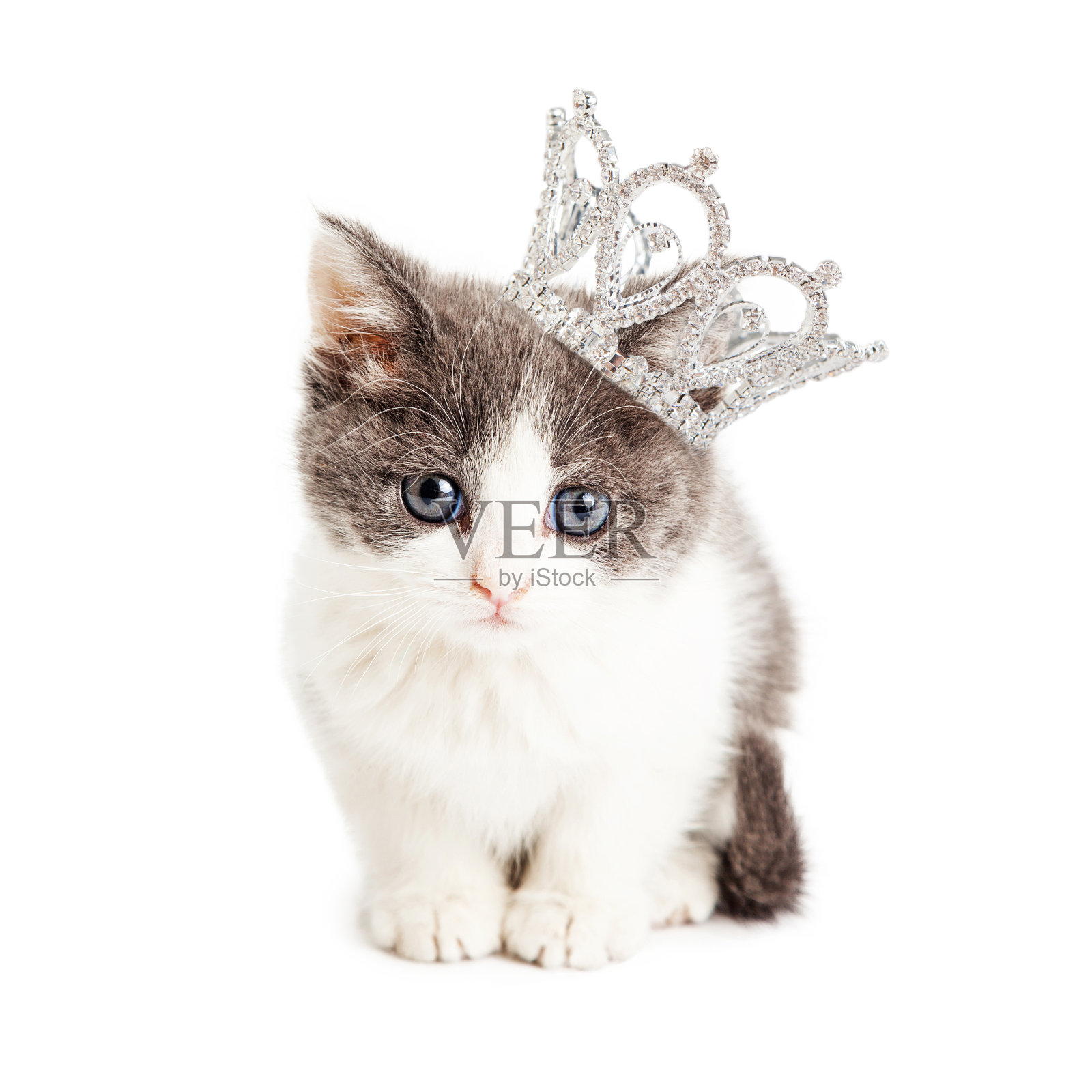 可爱的小猫戴着公主皇冠照片摄影图片