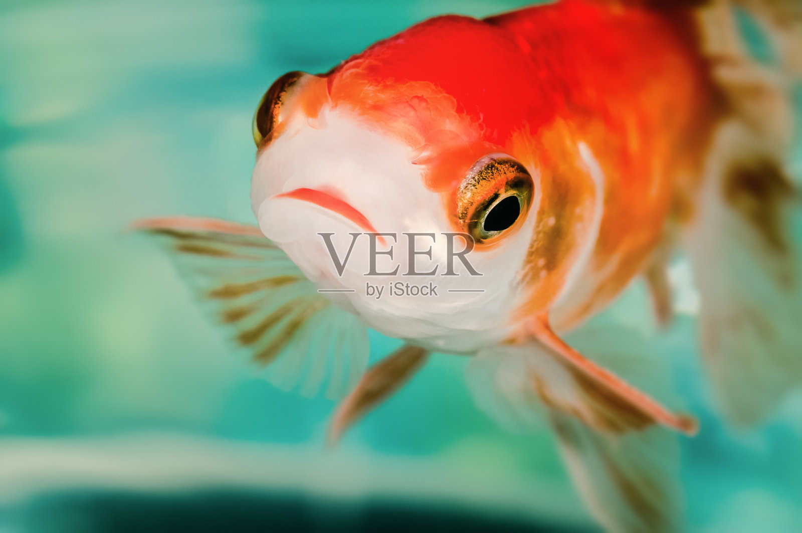 特写金鱼微距明亮的红色橙色大眼睛照片摄影图片