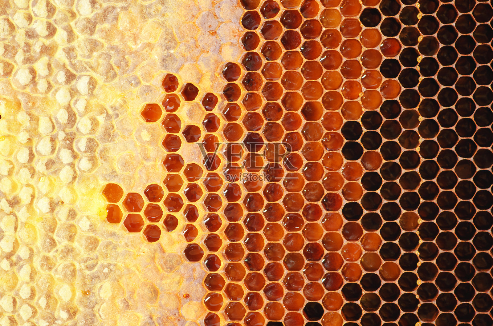 蜂蜜在坐标系。照片摄影图片