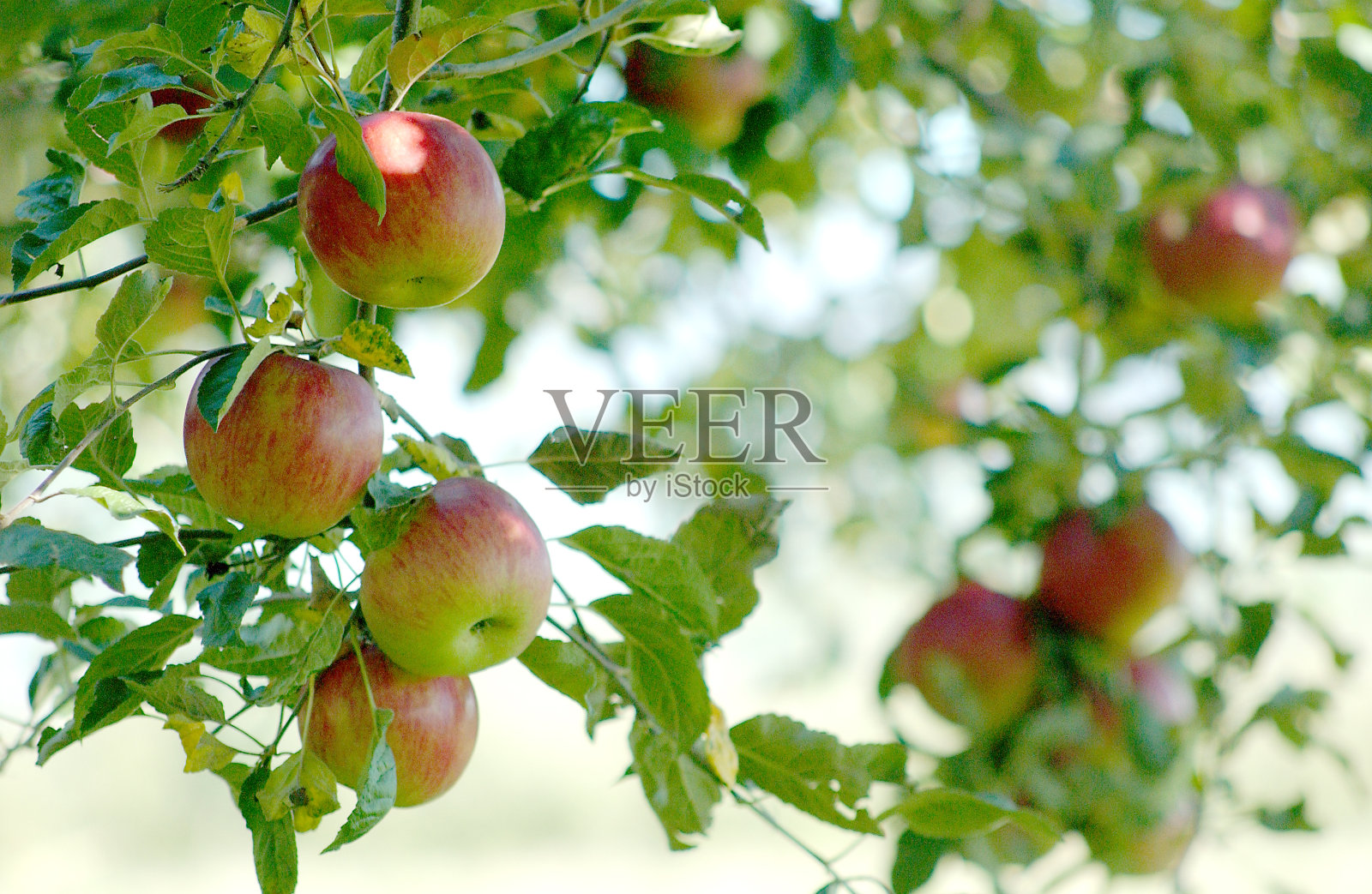 苹果果园照片摄影图片