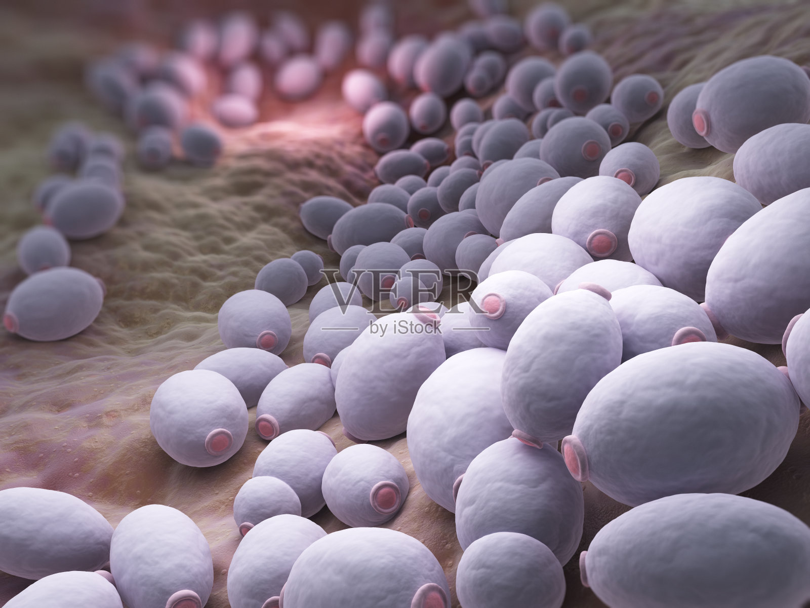 白色念珠菌的细菌照片摄影图片