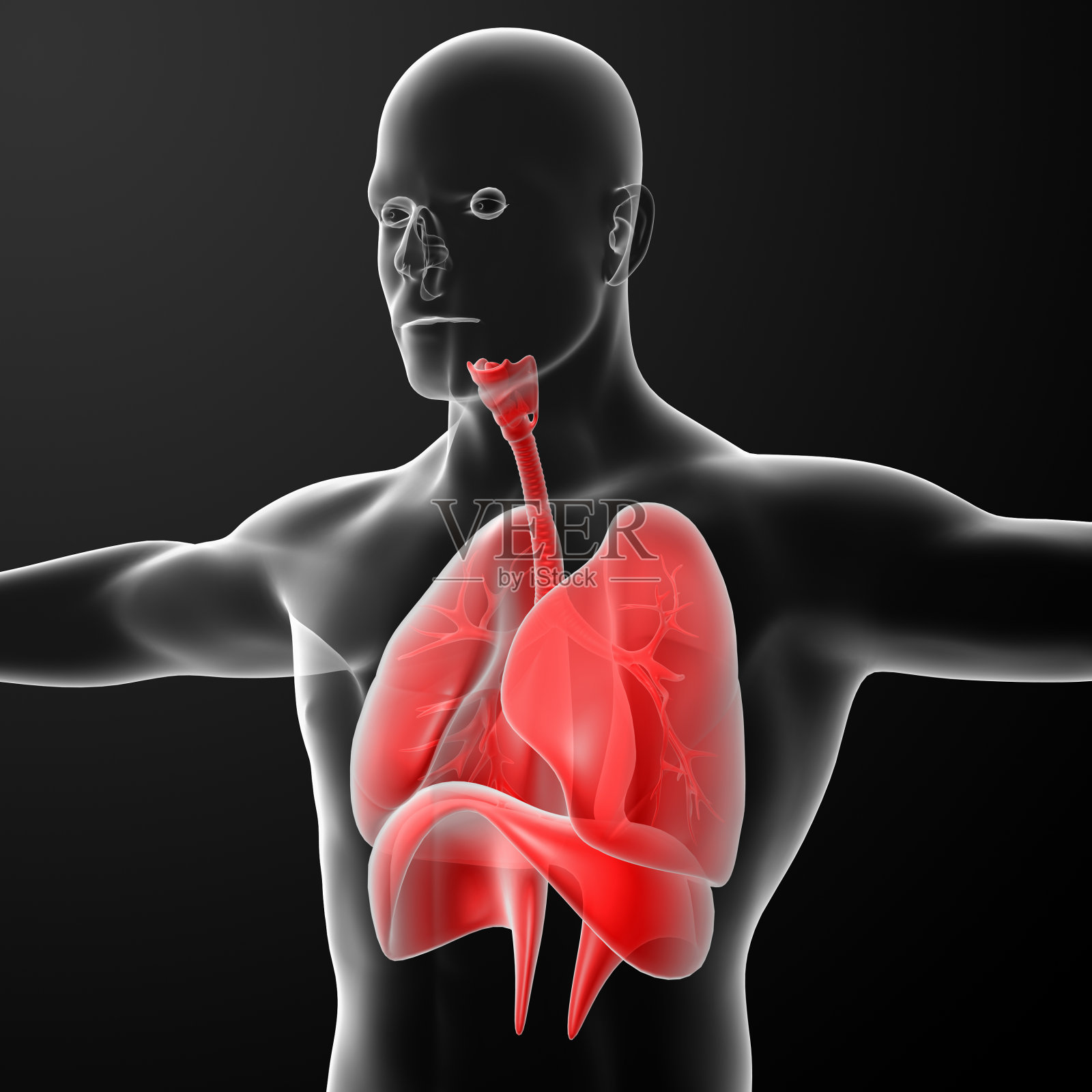 男性呼吸系统的3d渲染图照片摄影图片