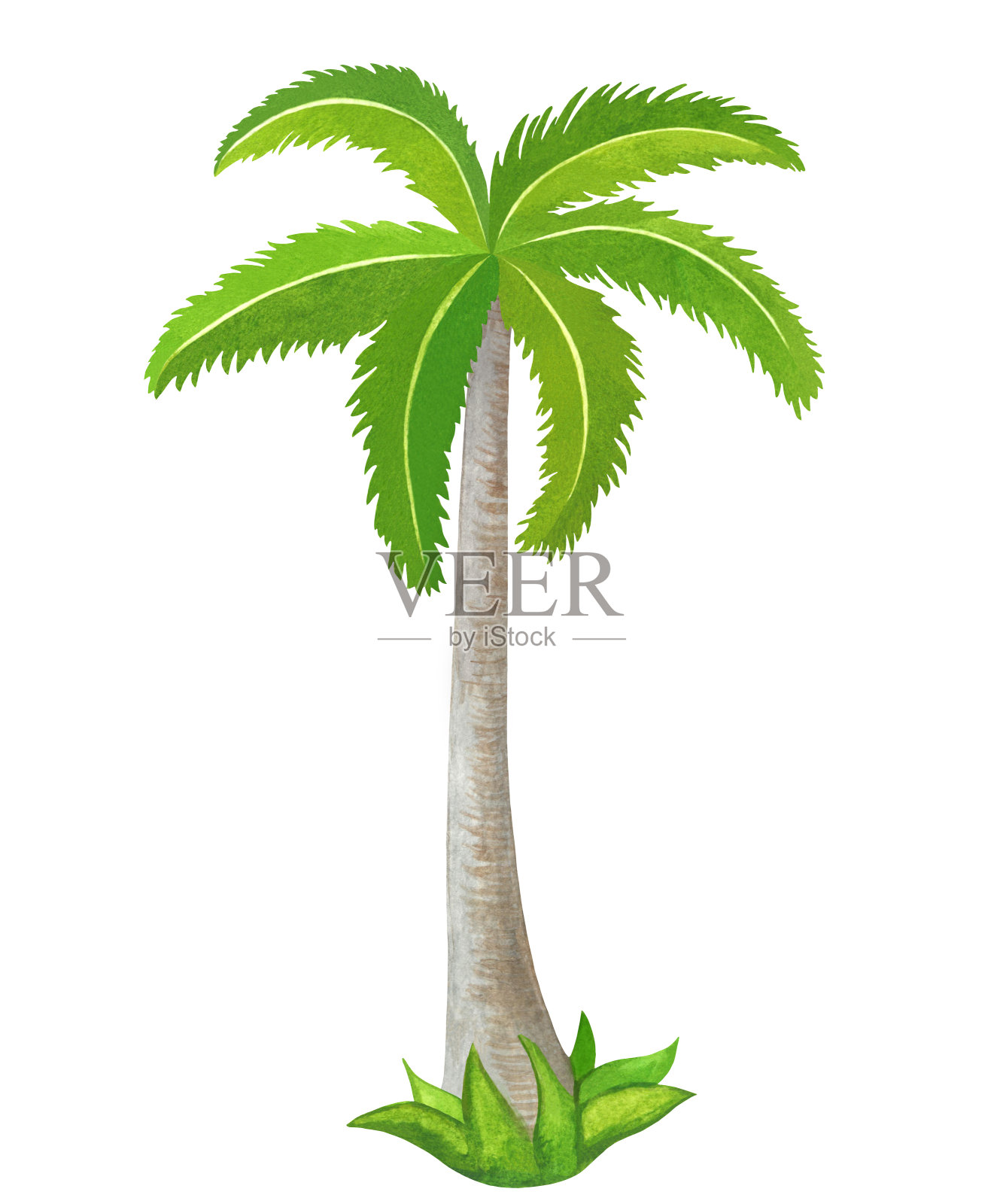 水彩椰子树孤立在白色的背景设计元素图片