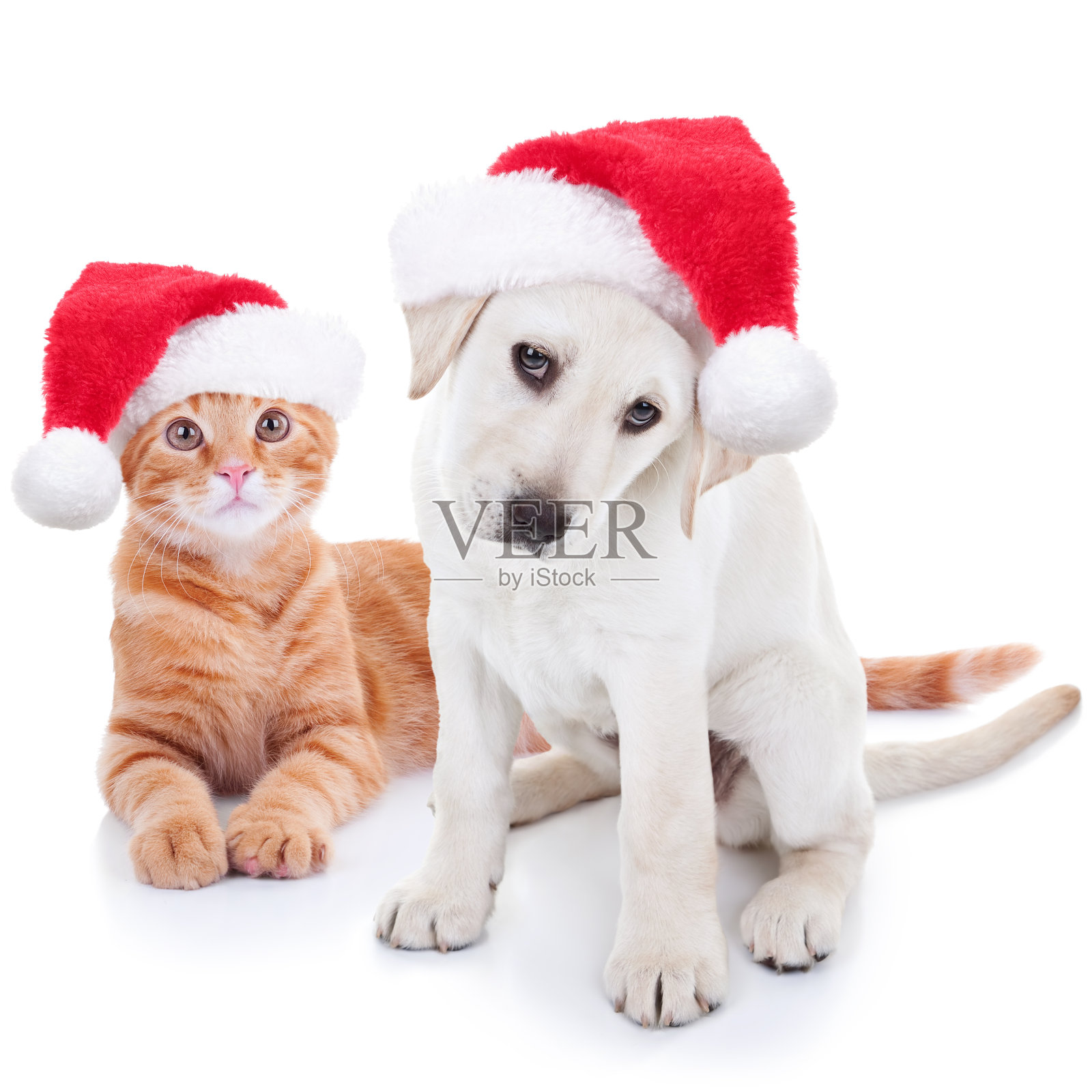圣诞宠物狗和猫照片摄影图片