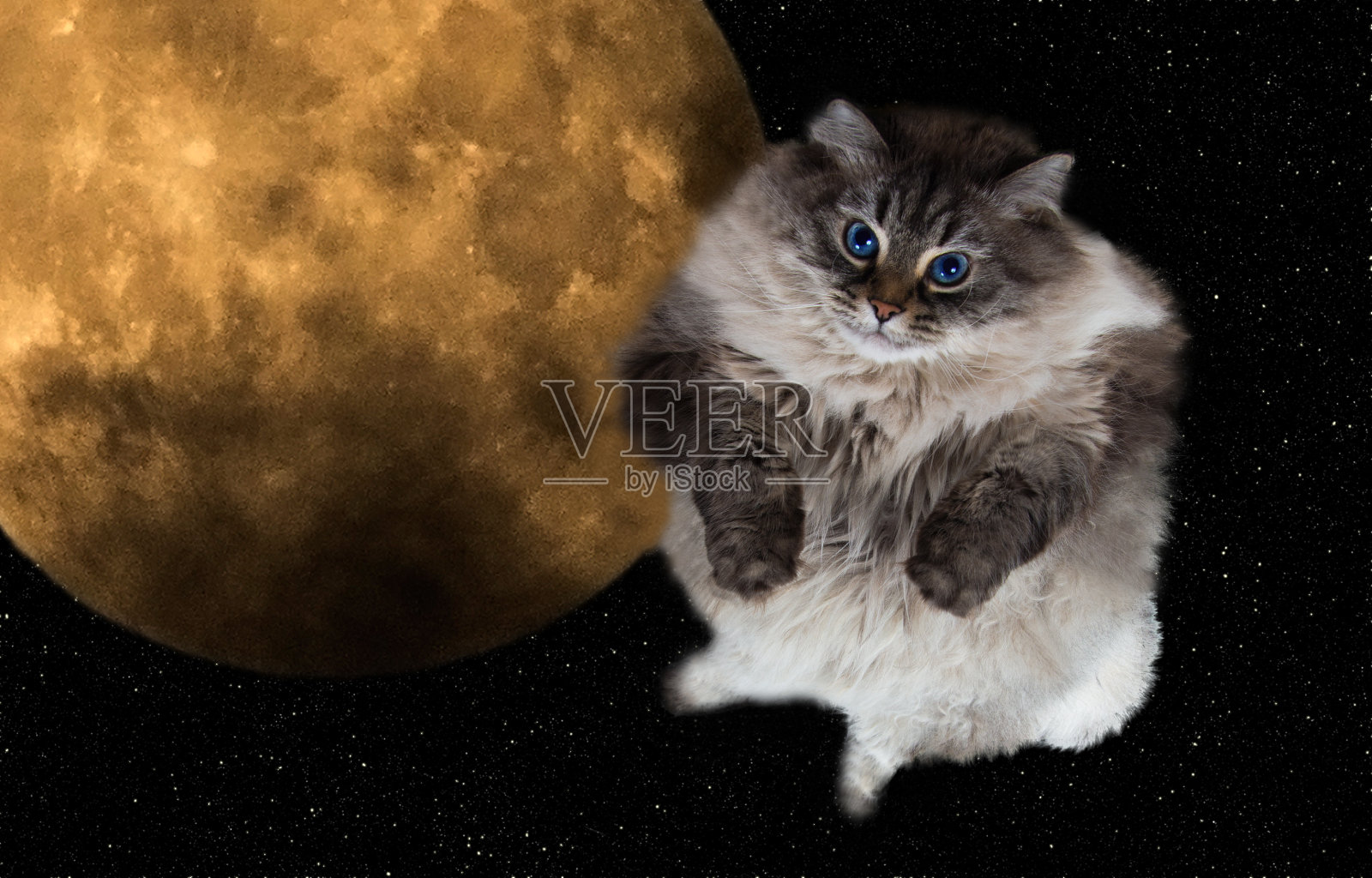 有趣的猫在夜空中飞行照片摄影图片