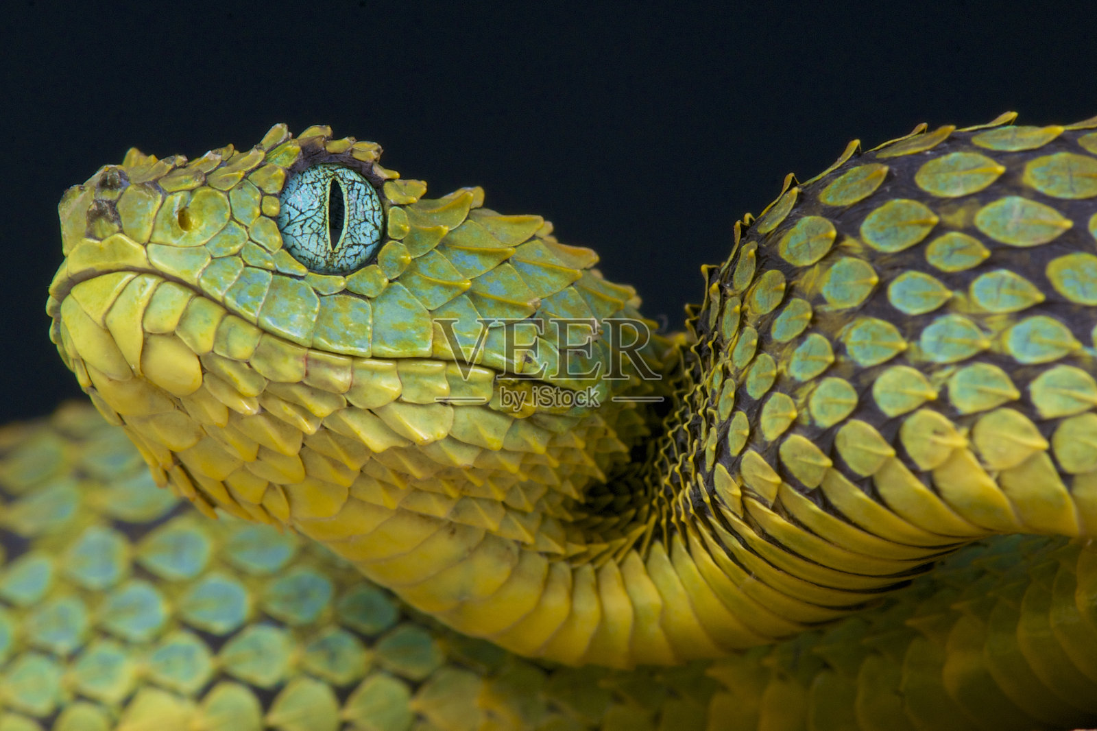非洲灌木蝰蛇/鳞状动脉照片摄影图片