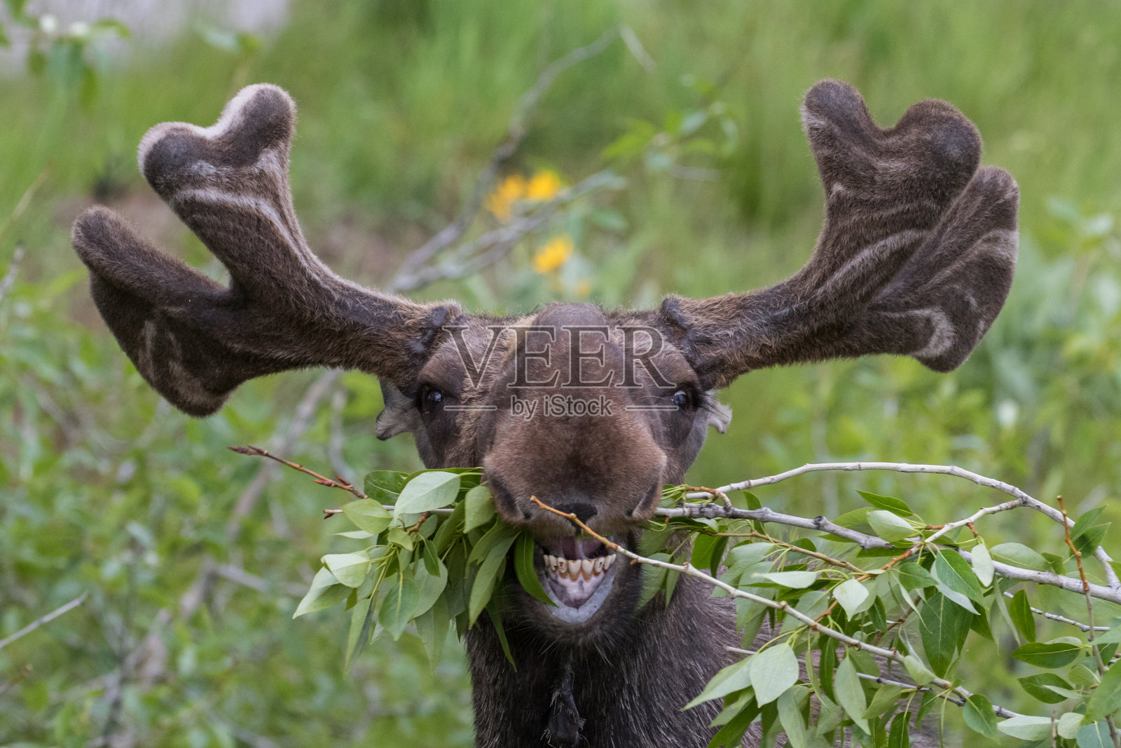 滑稽笨拙的驼鹿进食照片摄影图片