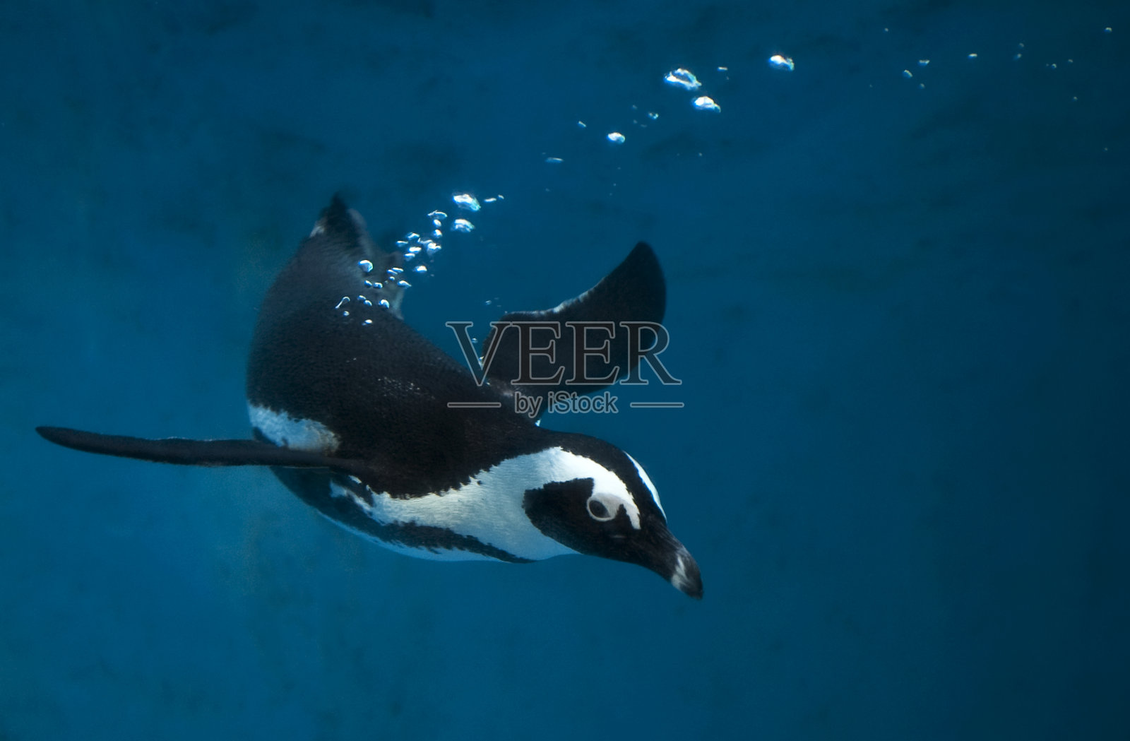 在蓝色的水中游泳的企鹅照片摄影图片