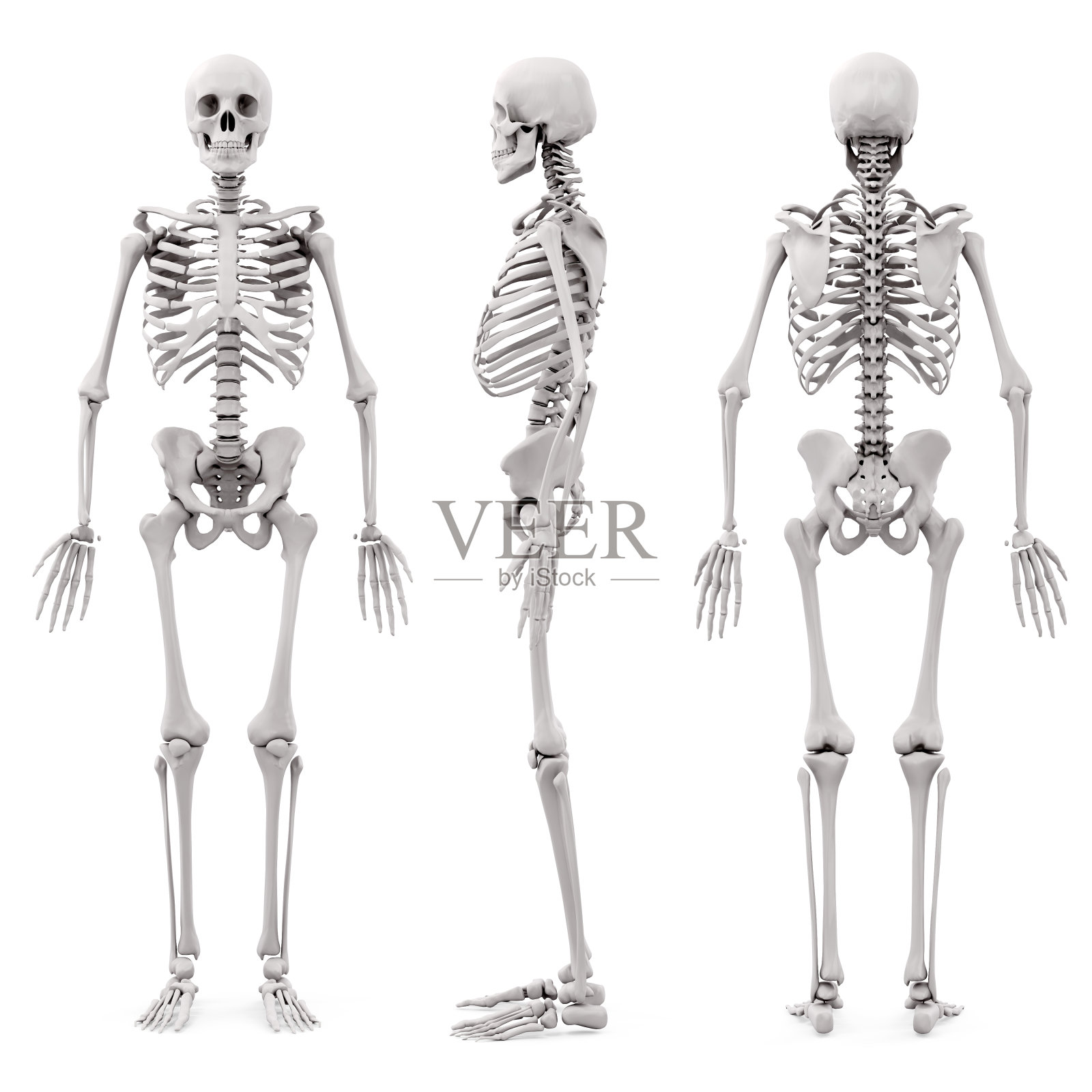 3d人体骨骼在白色背景照片摄影图片