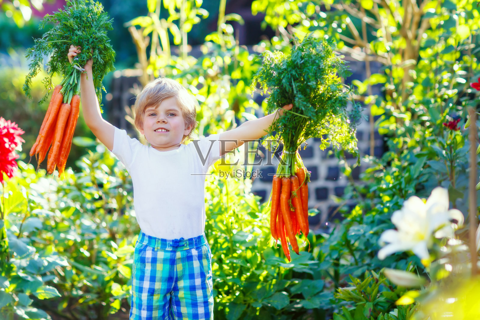 有趣的小男孩在家里的花园里种胡萝卜照片摄影图片