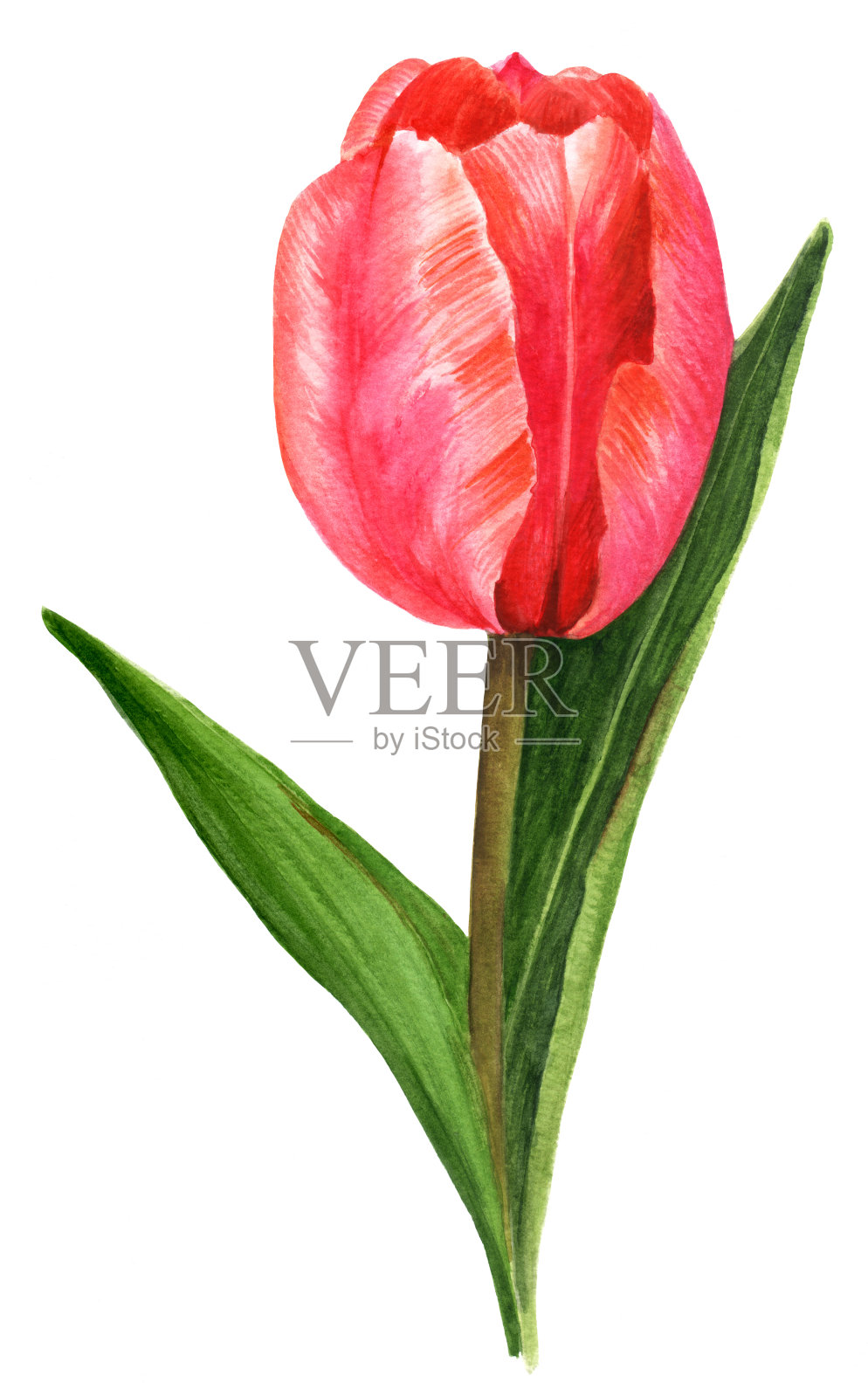 水彩画红色郁金香，复古风格，在白色插画图片素材