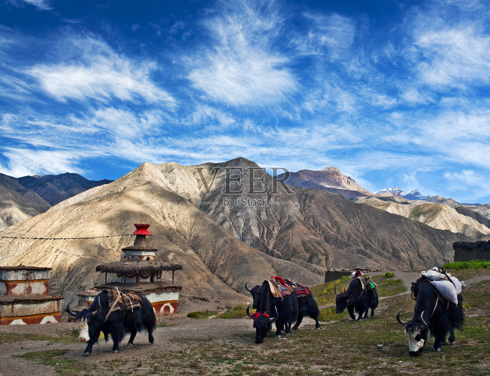 尼泊尔杜坡的牦牛队照片摄影图片