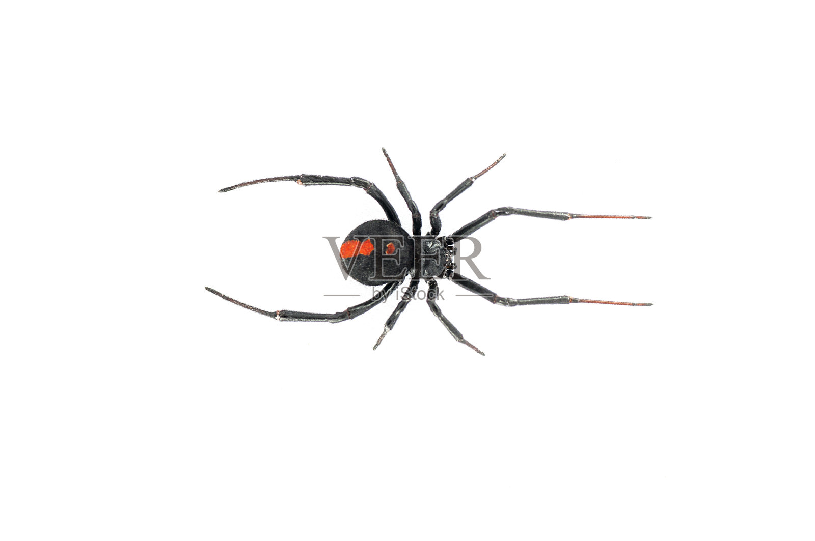 红背黑寡妇蜘蛛照片摄影图片