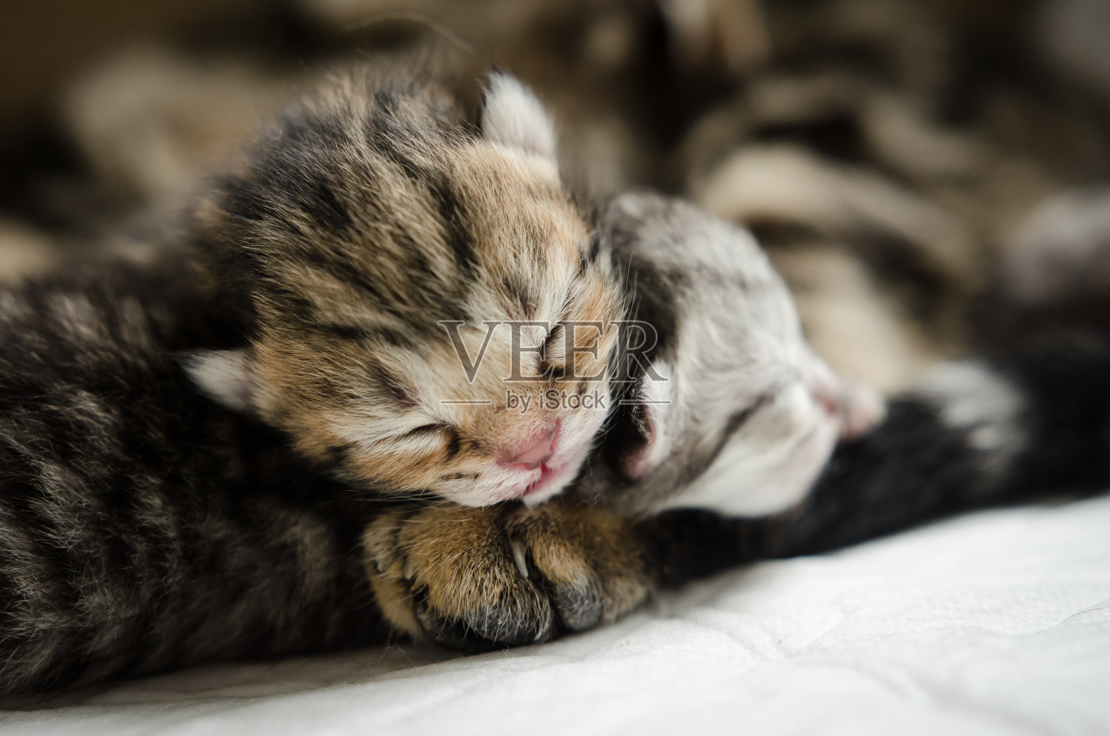 睡觉的美国短毛小猫照片摄影图片