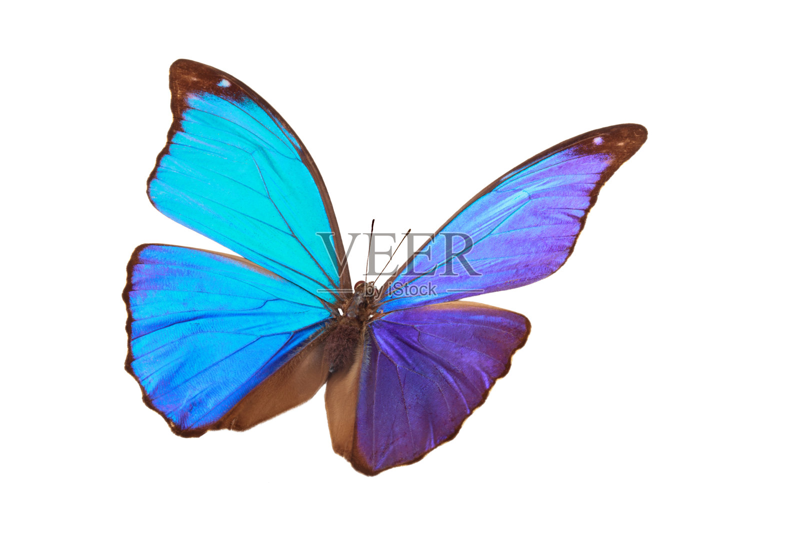 蓝色的热带蝴蝶。照片摄影图片