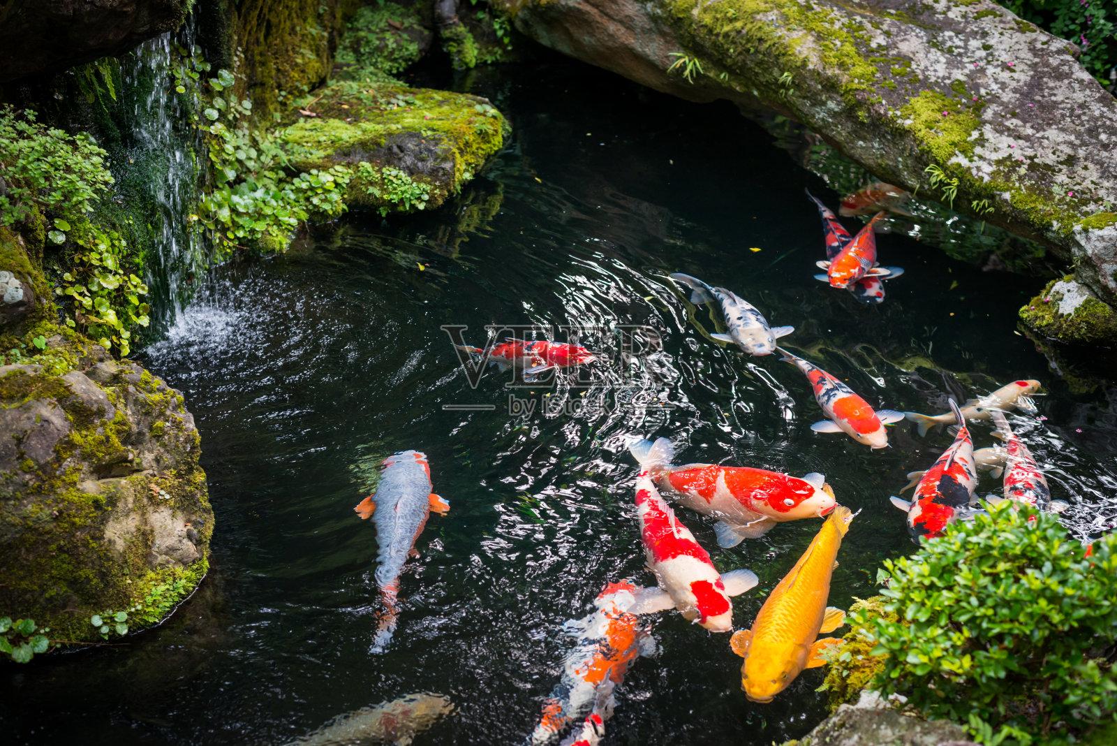 美丽的锦鲤池日本照片摄影图片