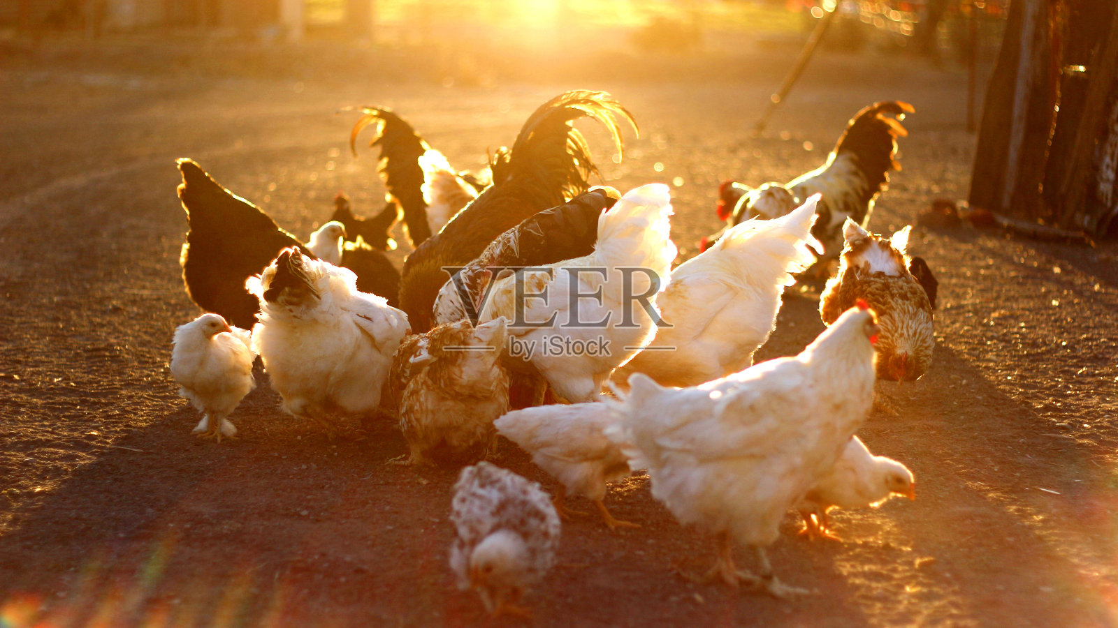 在卡鲁农场饲养的鸡照片摄影图片
