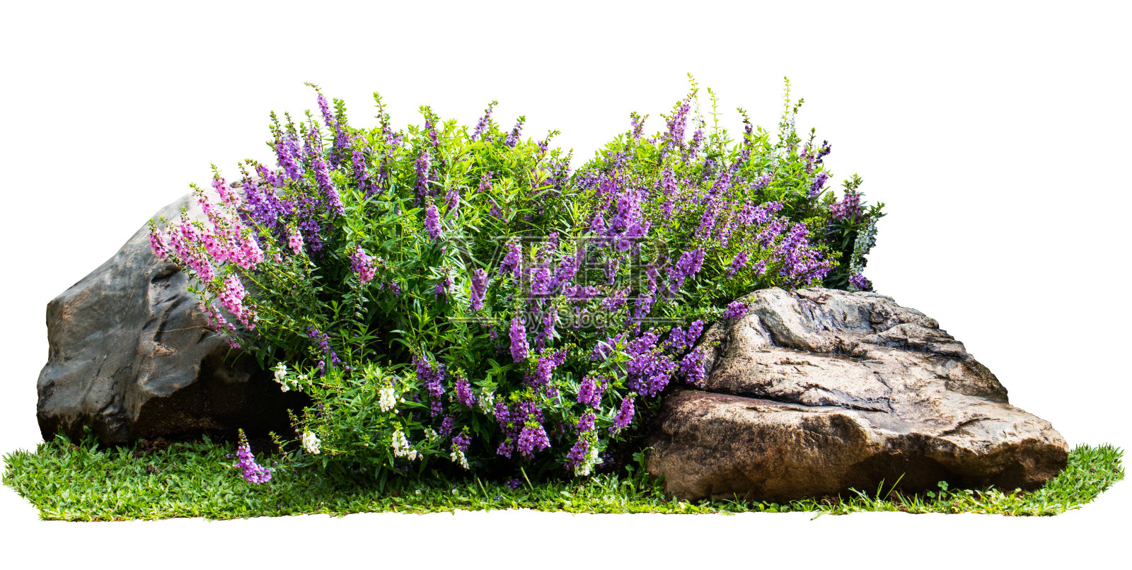 花园里的天然花和石头孤立在白色的背景上照片摄影图片