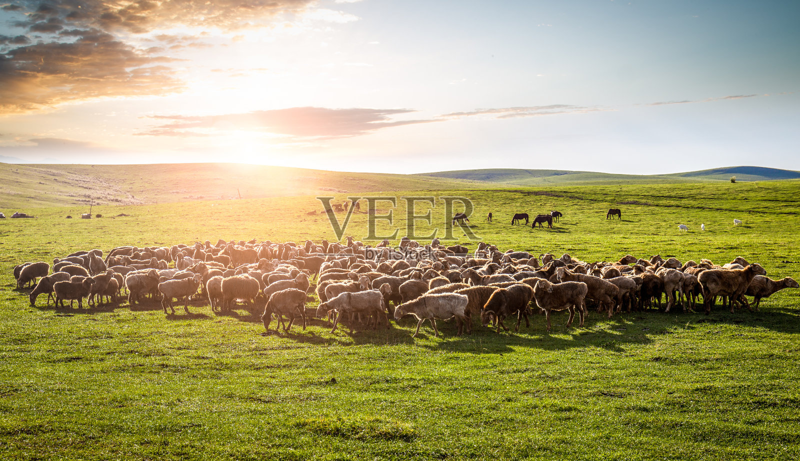 草原上的羊群。照片摄影图片