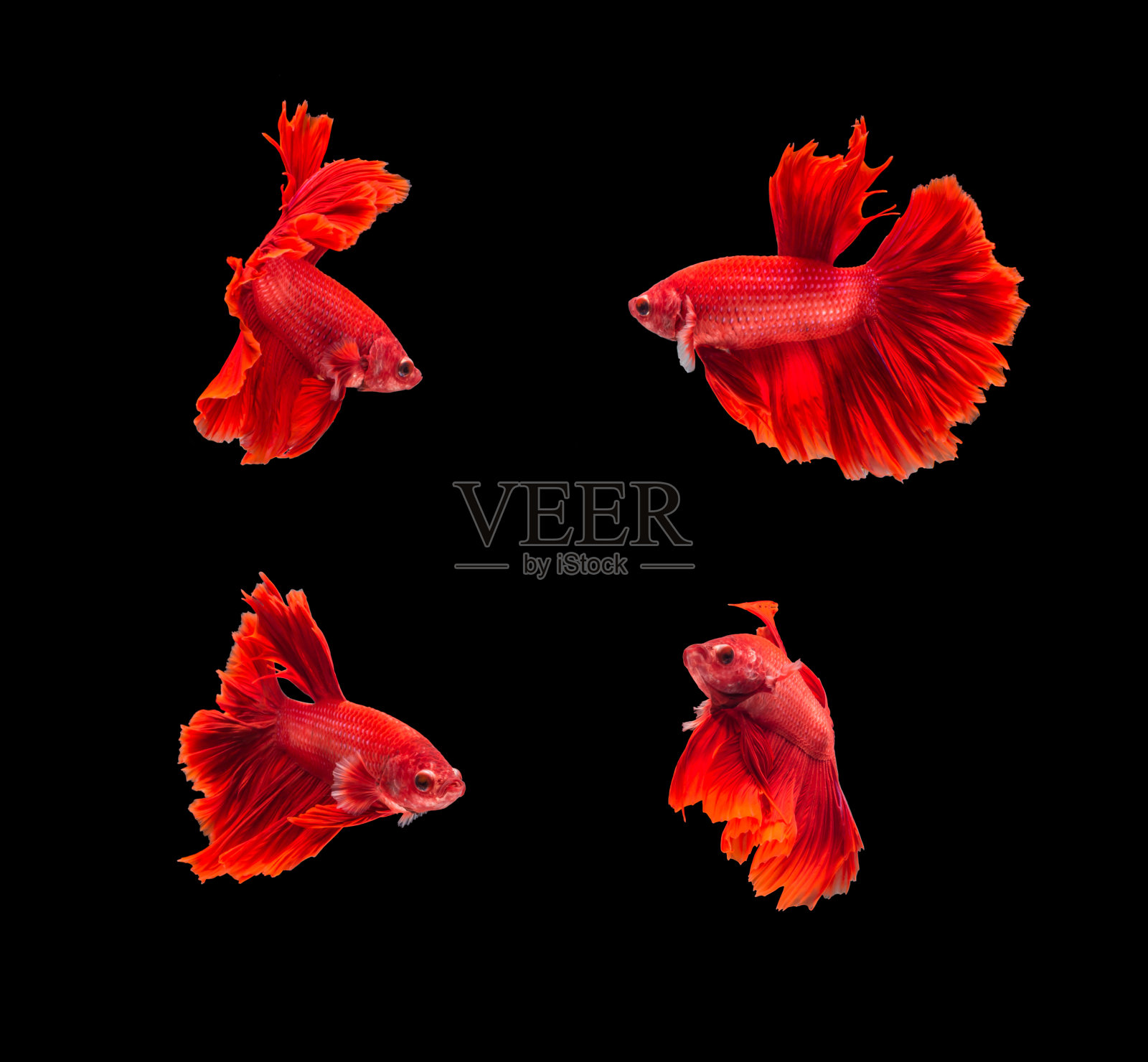 特写红色美丽的小暹罗斗鱼与孤立的背照片摄影图片
