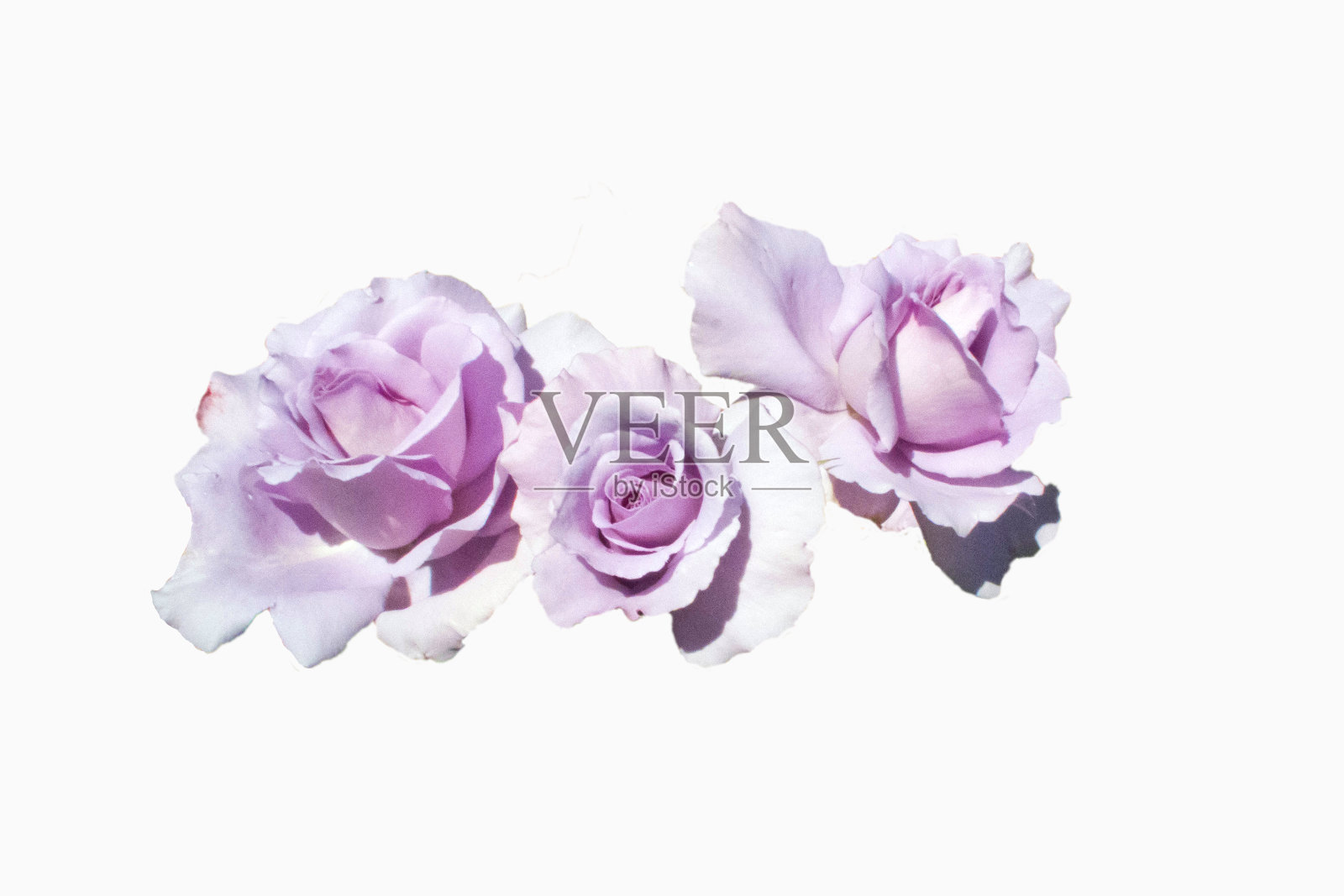 淡紫色的玫瑰照片摄影图片
