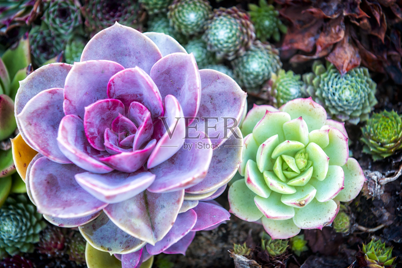 两个彩色的肉质植物照片摄影图片